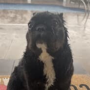 Profile image turtle