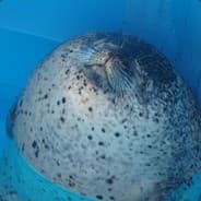 Profile image seals