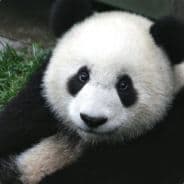 Profile image -PaNdA-