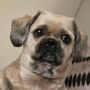 Profile image Dizzie