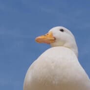 Profile image s