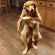 Profile image dixoncider