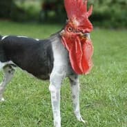 Profile image pornflakes